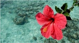 goldbeauty-cocooning-estheticienne-domicile-lattes-massage-relaxant-soins-corps-rituel-massage-lomi-lomi